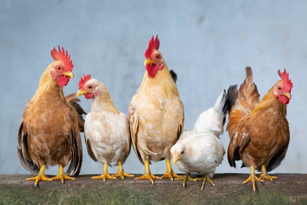 How To Stop Chicken Diseases Of Poultry Diarrhea